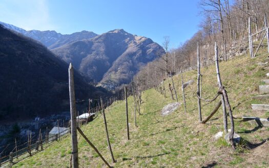 VALLE VERZASCA / TI – ANWESEN / RUSTICO „SEDICC PEDRO” MIT REBBERG, WALD UND SEESICHT